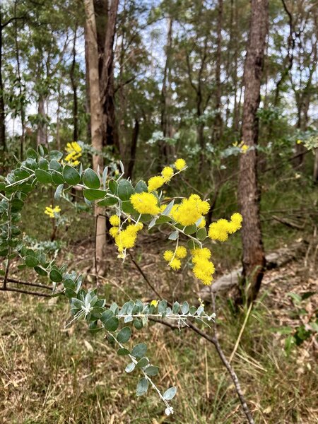 Flowers found on the trail.