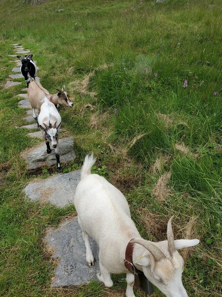 Tricky to out-pace these friendly goats.