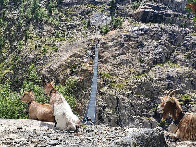 Goats overseeing traffic on the suspension bridge.