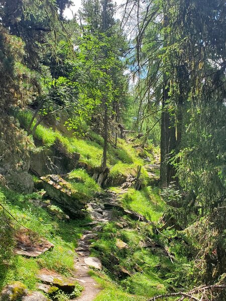 Some glorious shade provided by a larch forest.