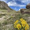 Wildflowers at the saddle.