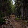 Trail through the woods