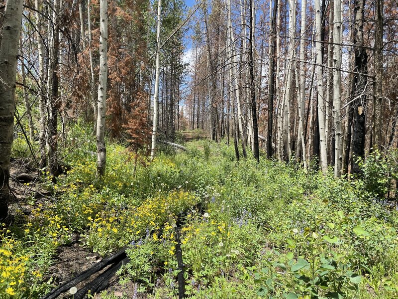 This is the trail, it's overgrown. I don't think anyone's been on it for a while. The wildflowers are great!