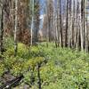 This is the trail, it's overgrown. I don't think anyone's been on it for a while. The wildflowers are great!