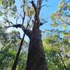 Very cool, very old tree not far from where the singletrack starts.