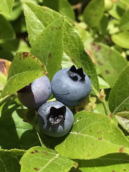 The fields are heavily-laden with blueberries.