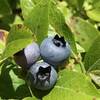 The fields are heavily-laden with blueberries.