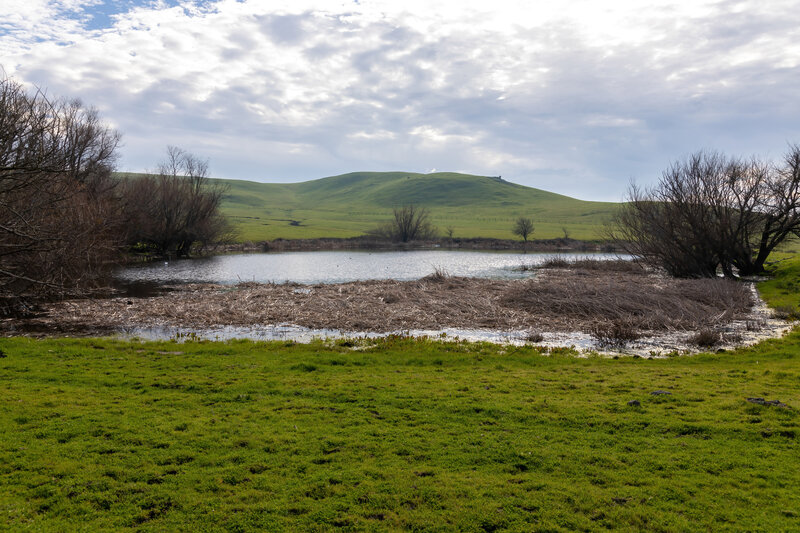 Fish Pond