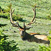 Bull elk.