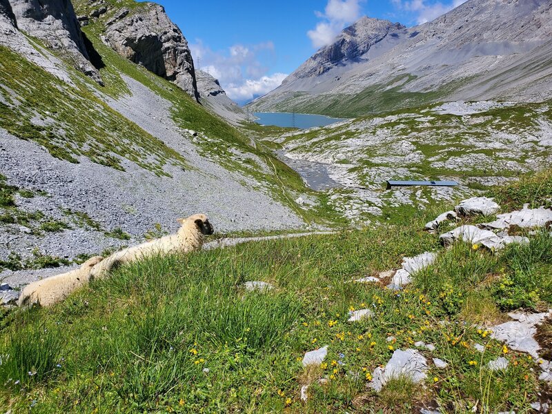 Sheep overlooking the Lammerensee lake in the disctance