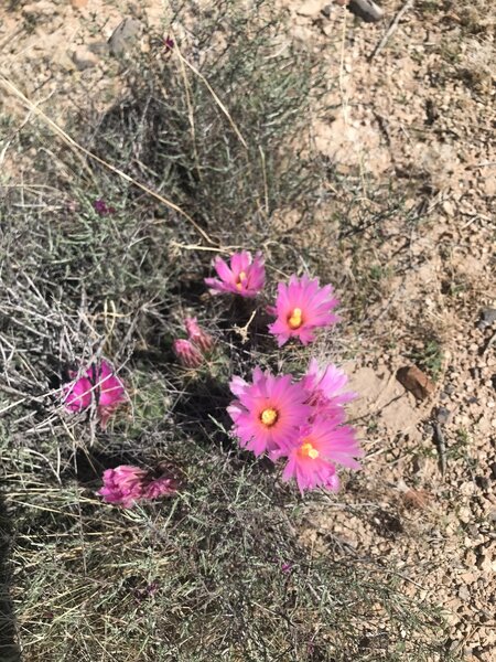 Cactus flowers out after monsoon rains.