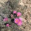 Cactus flowers out after monsoon rains.