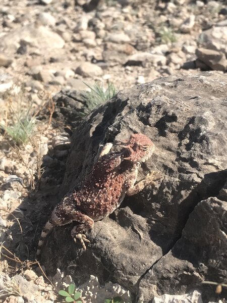 Awesome horned lizard that's red!