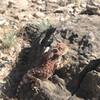 Awesome horned lizard that's red!