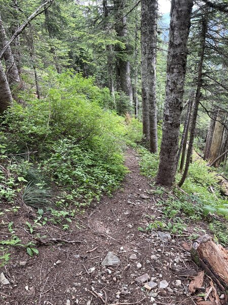 Trail is steeper than it appears. Spotted black bears in area.