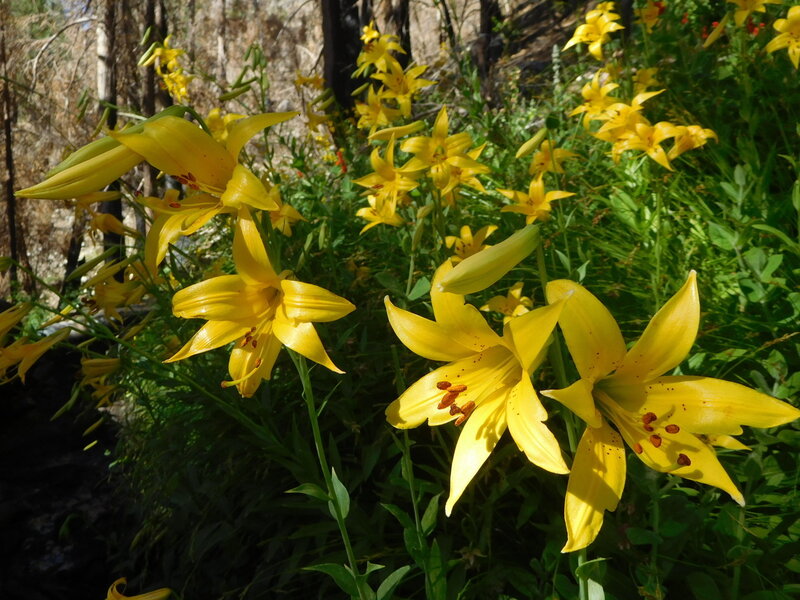 Lemon lilies in bloom along Burkhart Trail.