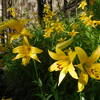 Lemon lilies in bloom along Burkhart Trail.