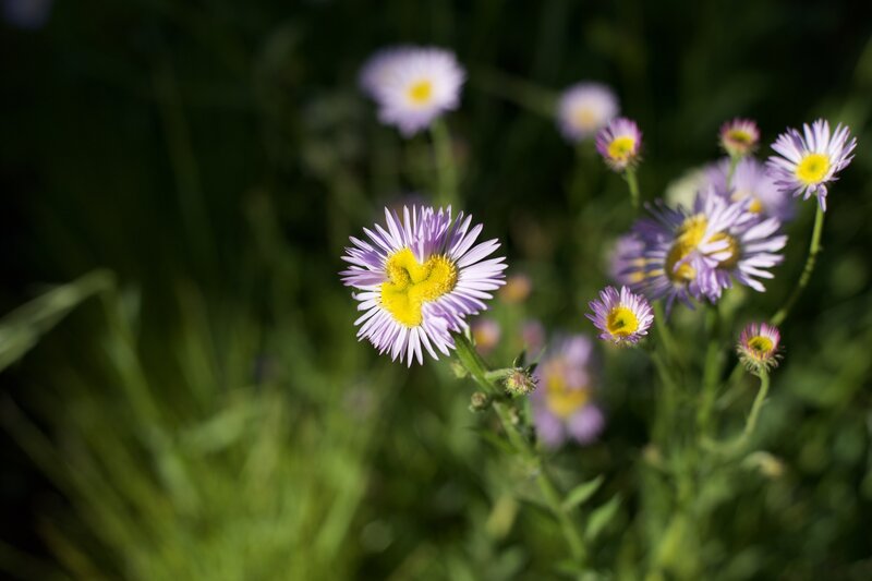 Daisies bloom in the sunlight opened up by trees being damaged in the fire.   Late spring (late June, early July) is a great time to see wildflowers along this trail.