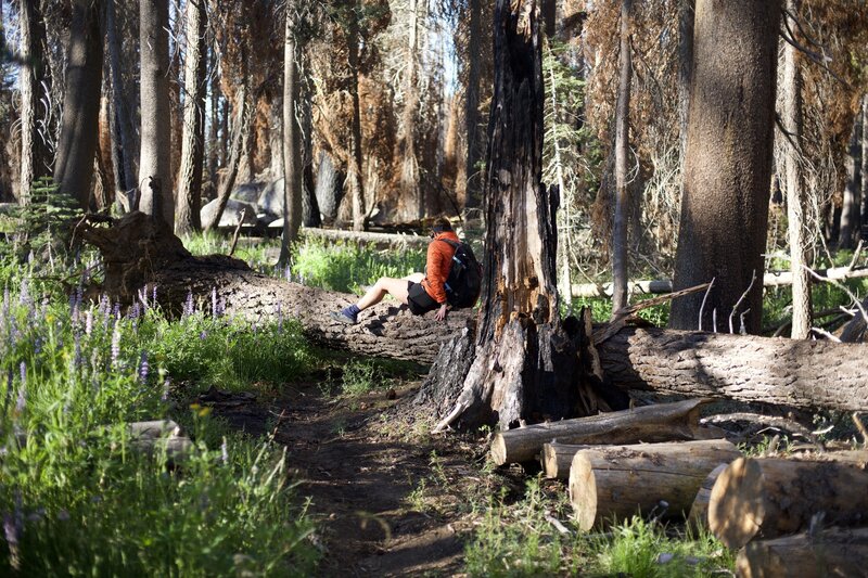 Downed trees are a routine obstacle on this trail, so you may need to slide over, duck under, or walk around some of the larger trees.