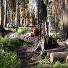 Downed trees are a routine obstacle on this trail, so you may need to slide over, duck under, or walk around some of the larger trees.