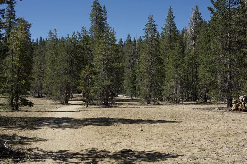 The trail crosses a gravel bar with pine trees on it.   The trail moves away from the creek briefly, and there are campsites in this area because you can be away from the creek easily for those backpacking.