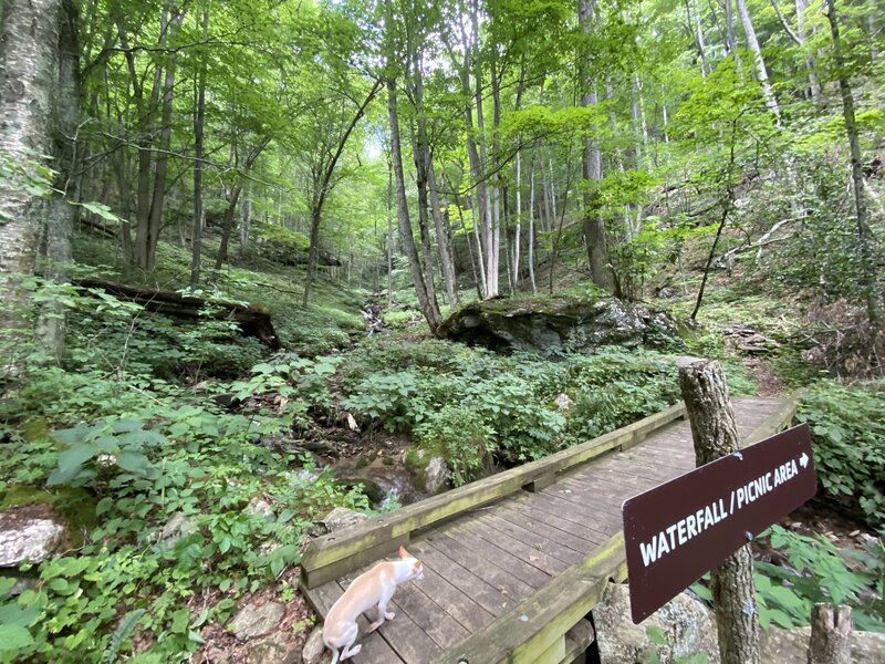 Bridge to the picnic area.