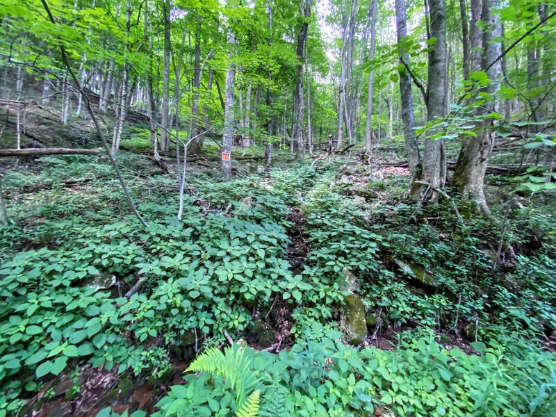 Lush forest undergrowth along the trail.