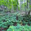 Lush forest undergrowth along the trail.