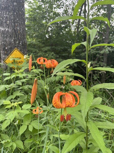 Interesting Lillies along the trail.