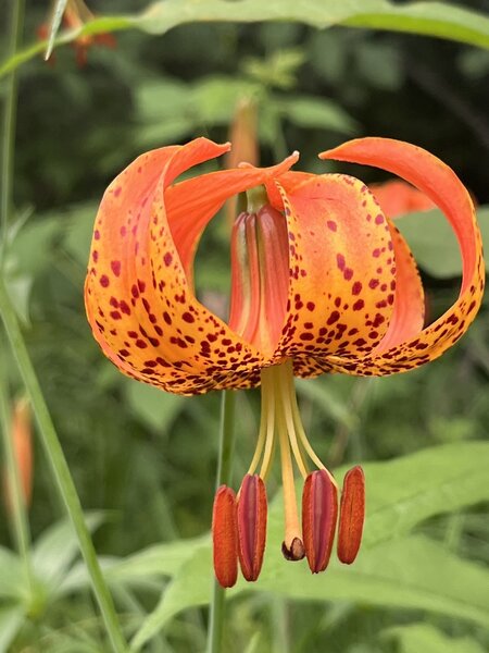 Close Up of the Lily