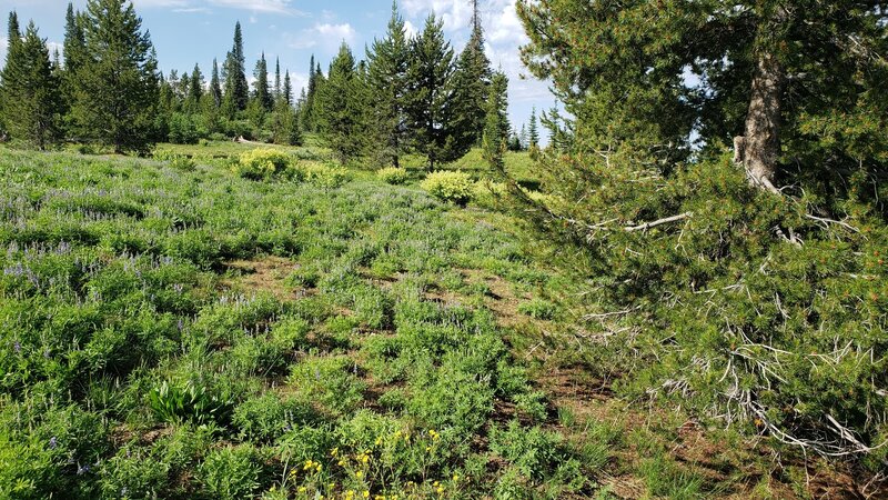 July wild flowers on the ridge top.