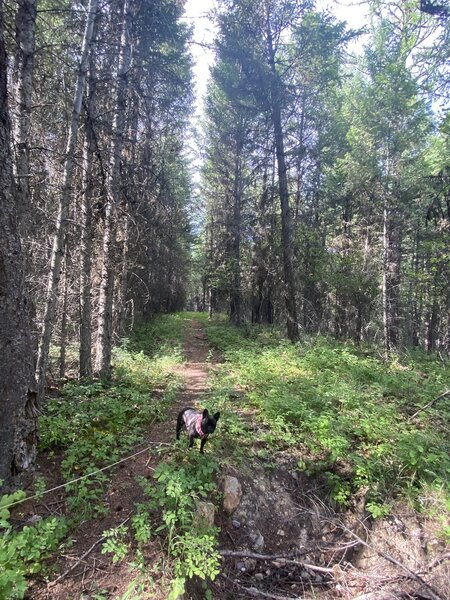 First part of the trail