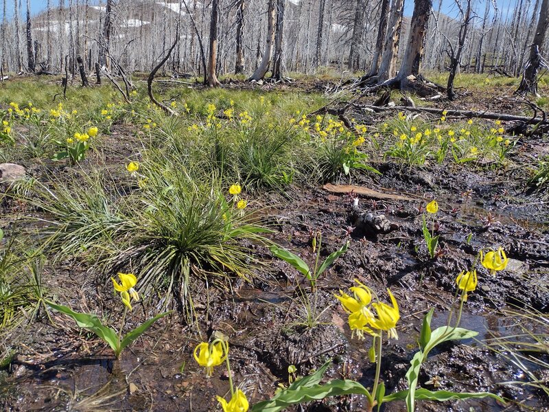 Glacier lilies abound as the snow finally melts here in late June.