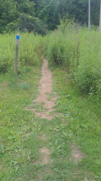 Trail start. Overgrowth lasts about 20 feet and disappears in the forest.