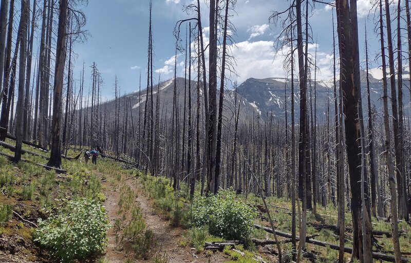 The trail runs through the regenerating 2017 Kenow Fire burn area with great views of the rugged mountains.
