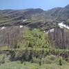 Hiking along Wall Creek amid bright spring greenery, below the mountains of Akamina-Kishinena Provincial Park.