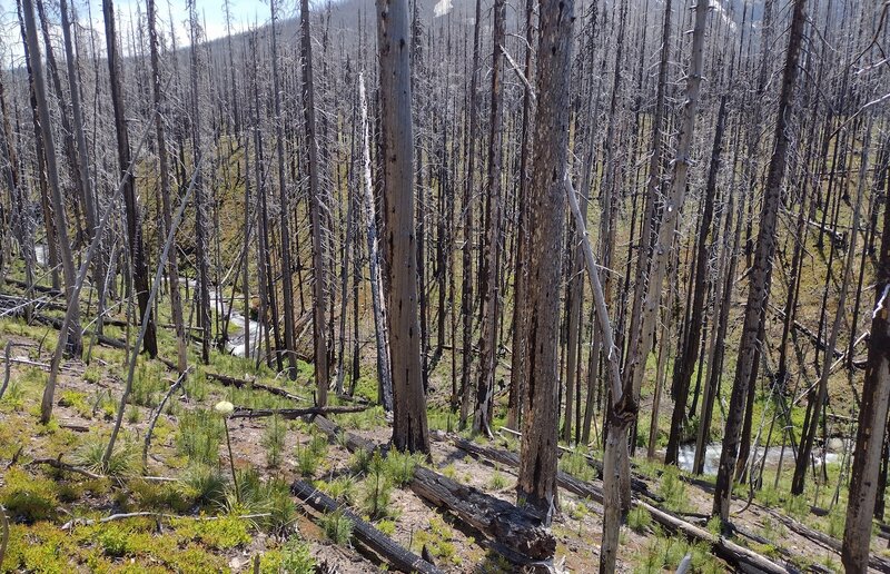 Akamina Creek runs through the valley below.  If it wasn't for the dense vegetation being burned by the 2017 Kenow Fire, the creek would only be heard, not seen.