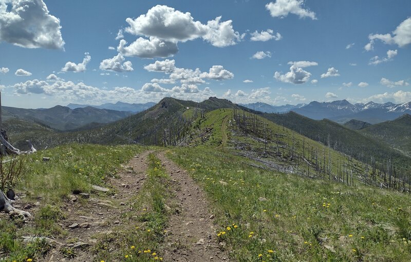 With a backdrop of rugged mountains, the ridge top trail heads southeast on pretty Willoughby Ridge dotted with early summer wildflowers.