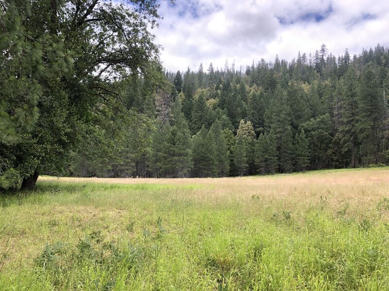 Beautiful meadow at the bottom of Pine Flat Trail.