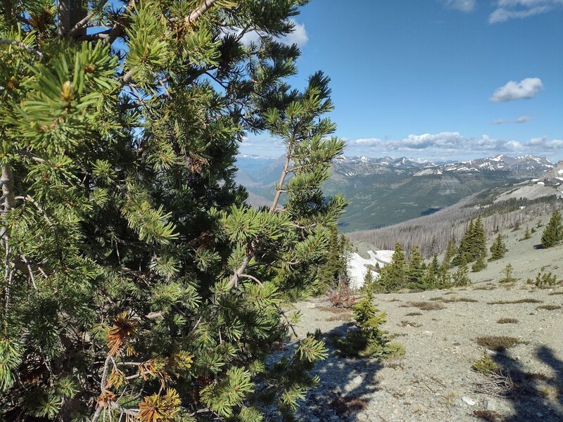 Endangered whitebark pine high on a Great Divide ridge near Sage Pass. Needles in clusters of five identify this  conifer as a whitebark pine. Other conifers are also found here growing in this place of harsh conditions.