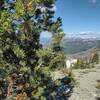 Endangered whitebark pine high on a Great Divide ridge near Sage Pass. Needles in clusters of five identify this  conifer as a whitebark pine. Other conifers are also found here growing in this place of harsh conditions.