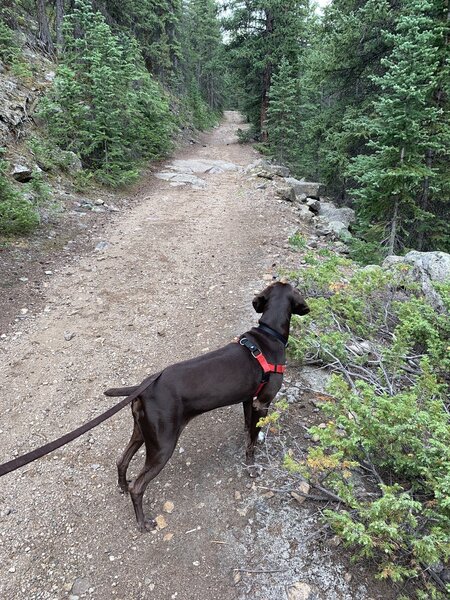 Dog looking ahead at trail.