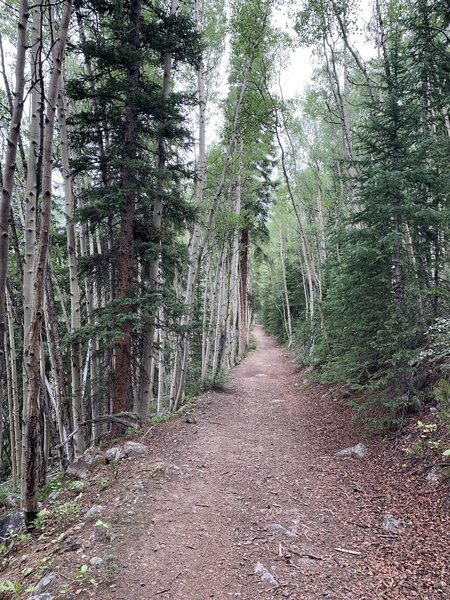 Grove of Aspen trees