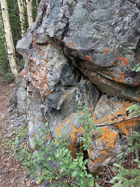 Lichen on rock