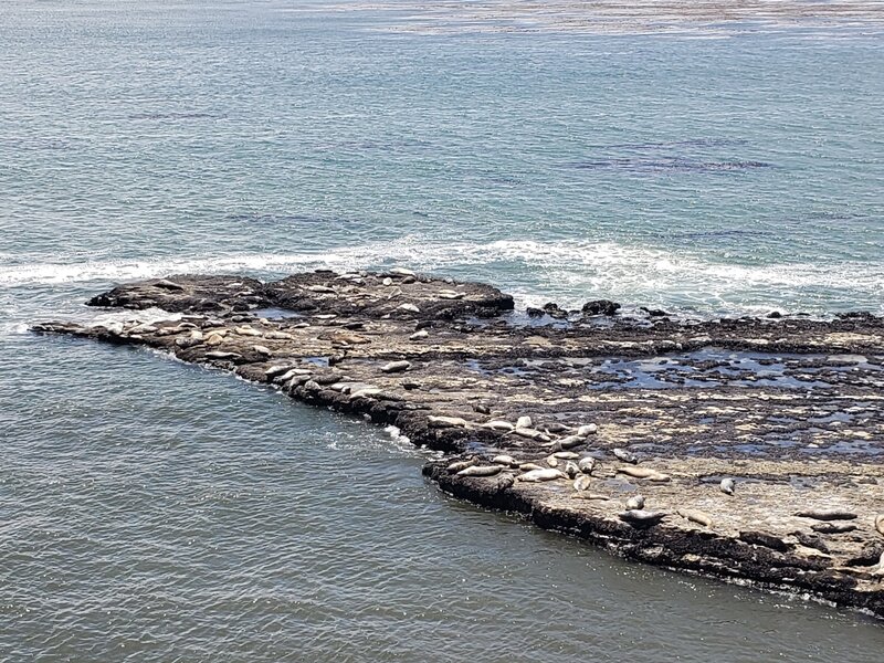 Seals swimming and sunning.