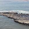 Seals swimming and sunning.