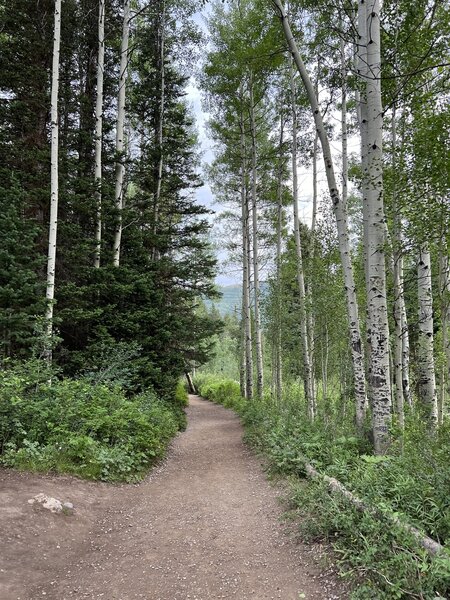 Beautiful white birches