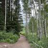 Beautiful white birches