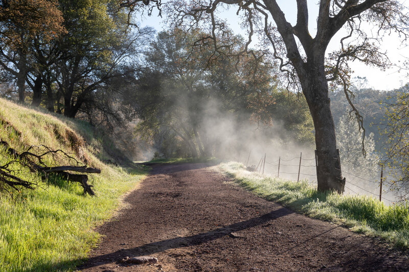 Morning dew on Spenceville Road.