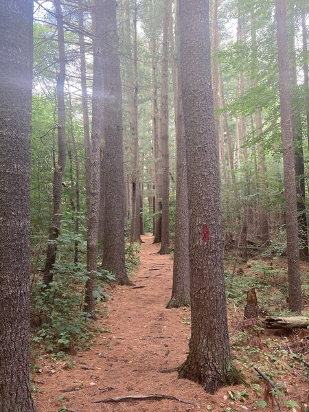 Near the end of the Red Trail in Crandall Park.